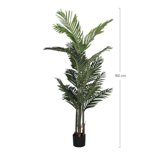 PLANTA ARECA cotas